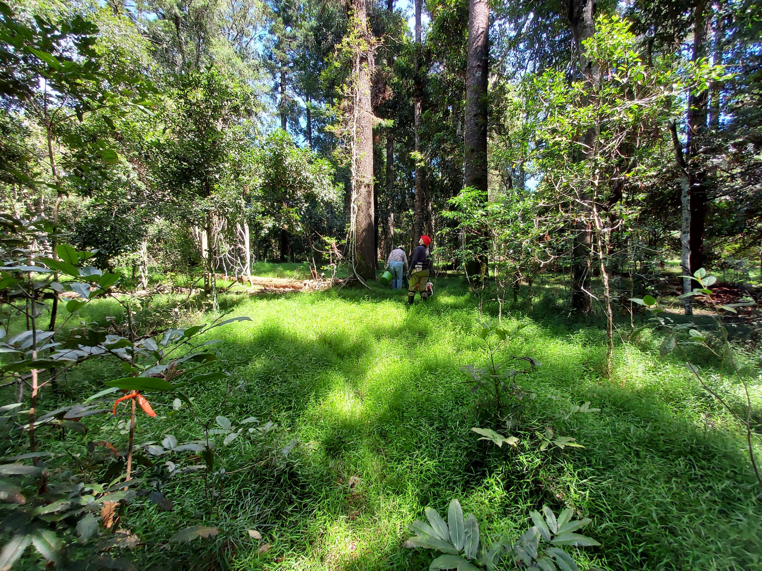 Gold’s Scrub Regeneration Project
